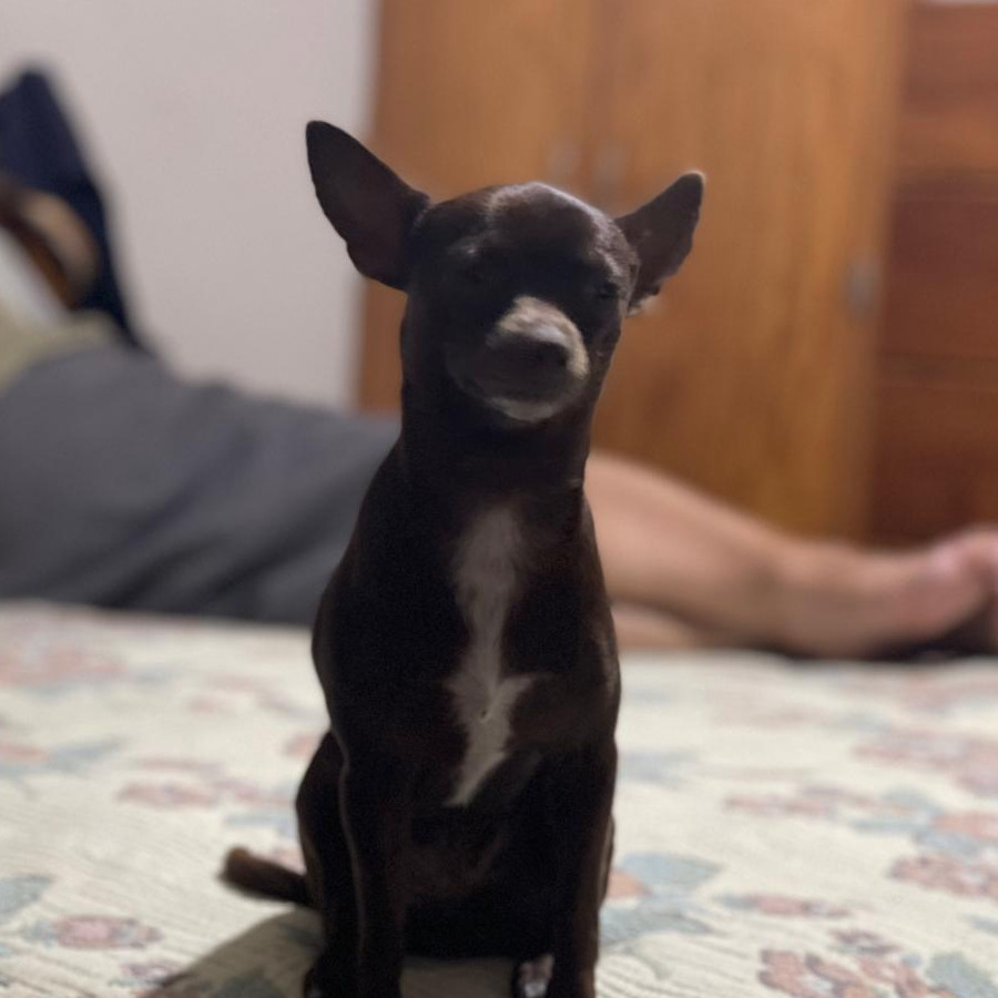 CHIQUIRRINGUIS | Raza Chihuahua | Perdida