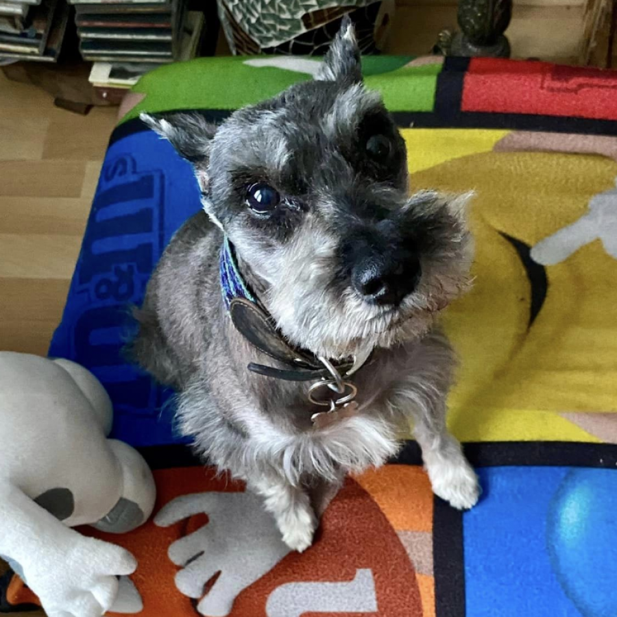 PARIS | Raza Schnauzer | Final Feliz