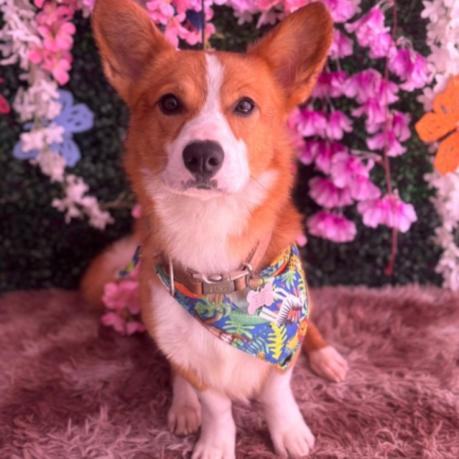 HACHI | Raza Welsh Corgi Cardigan  | Final Feliz