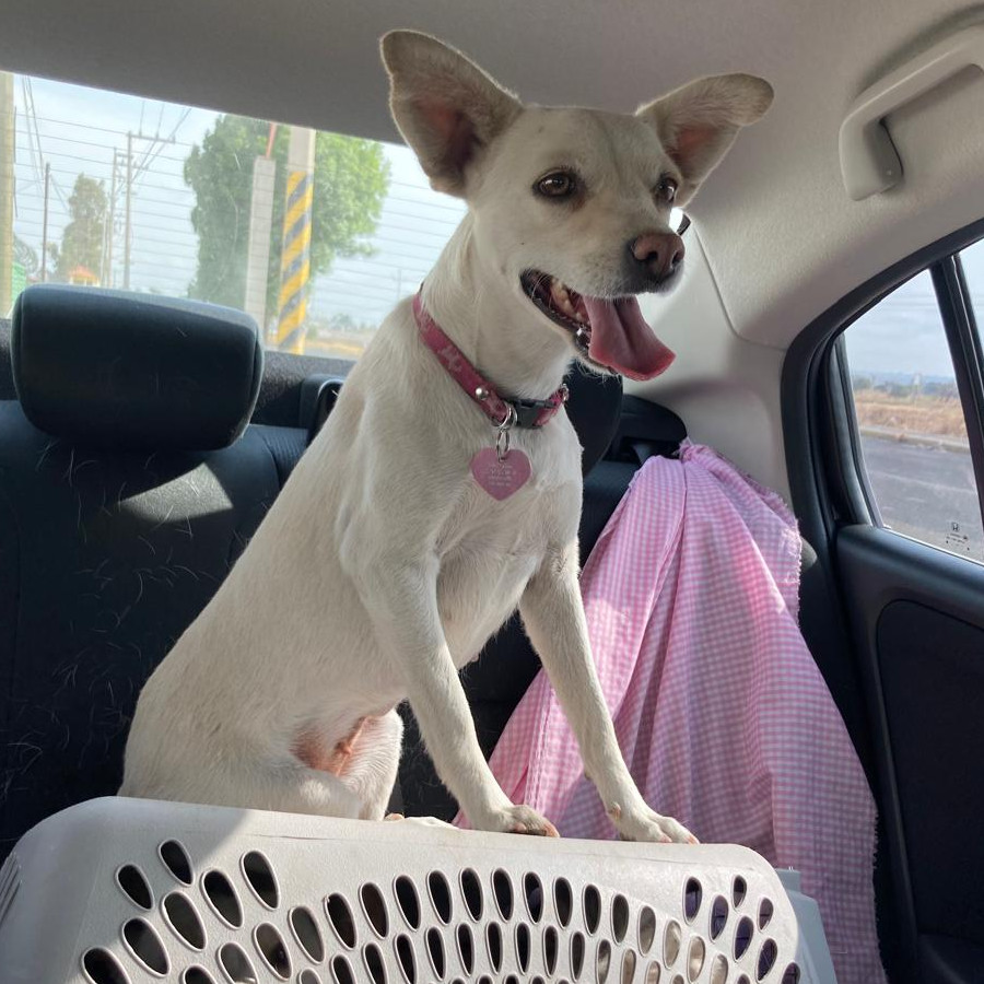 MAYONESA | Raza Mestiza, cruza de Chihuahua | Final Feliz