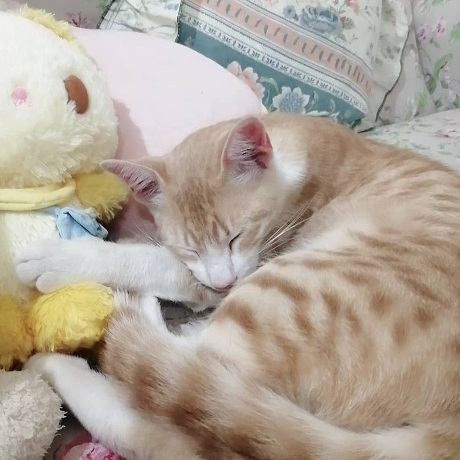 MOMO | Raza Doméstico Américano de Pelo Corto | Perdido