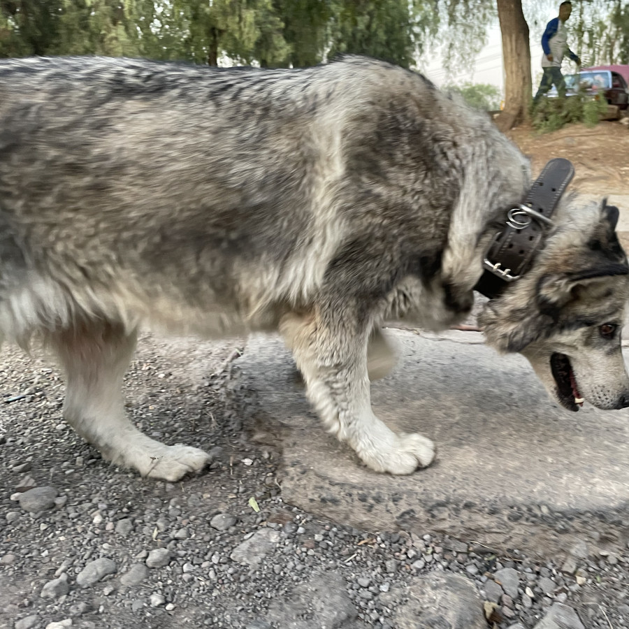  | Raza Husky Siberiano | Encontrada