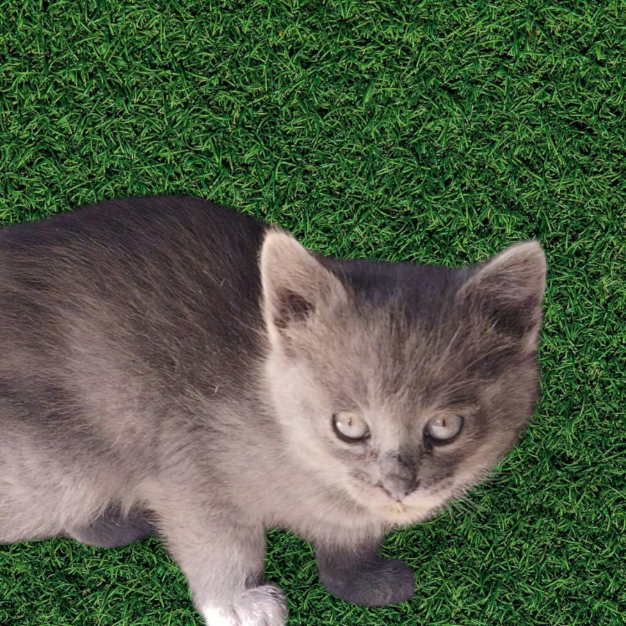 GRIS | Raza Ruso Azul | En Adopción