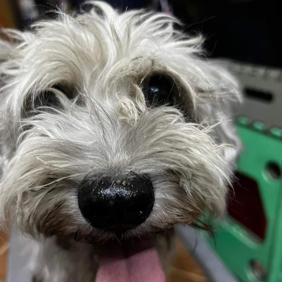 GINNY | Raza Schnauzer | Perdida