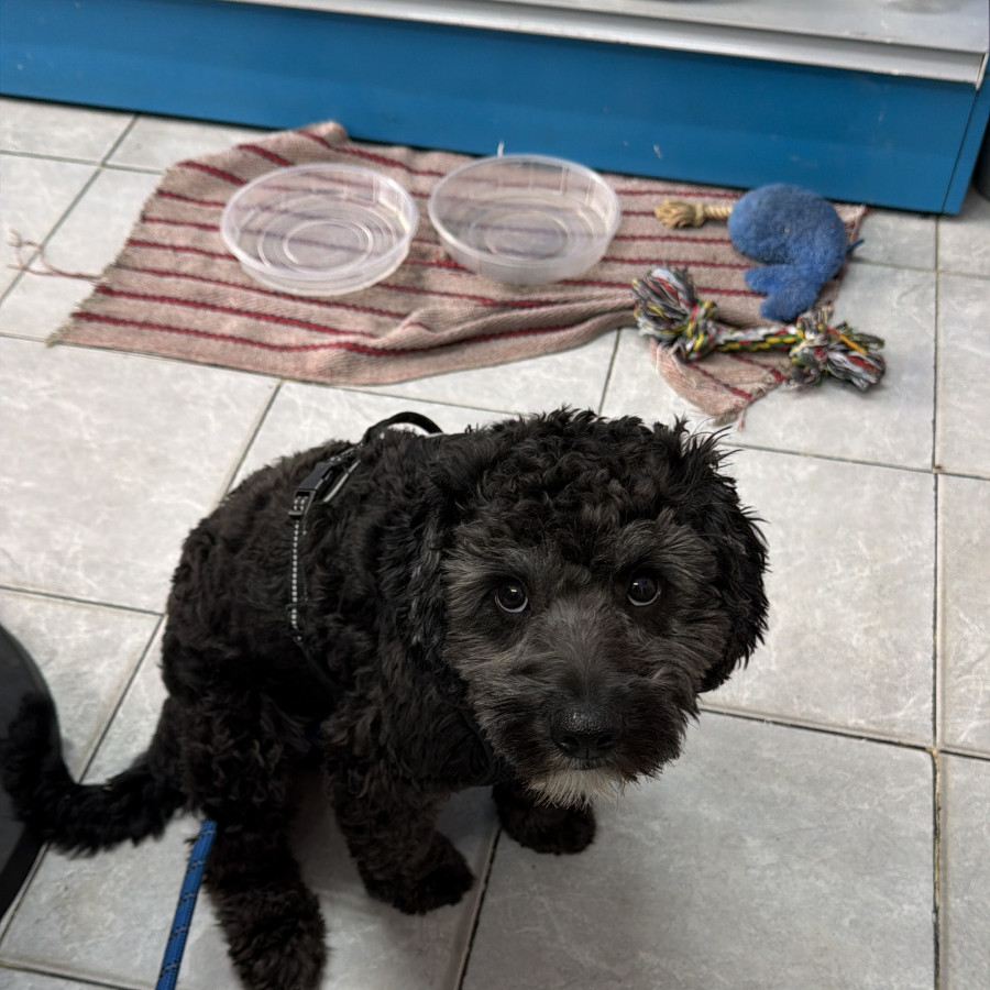 AEGON | Raza Mestizo, Cruza De French Poodle Con Schnauzer,  (Schnoodle) | Perdido