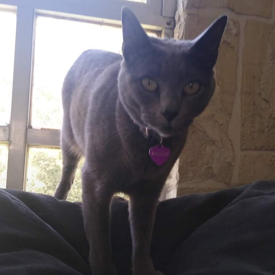 MAGGIE | Raza Ruso Azul | Final Feliz