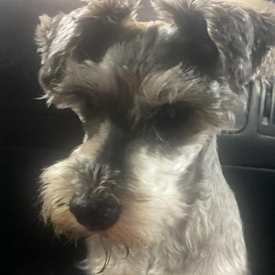 MAX | Raza Schnauzer | Perdido