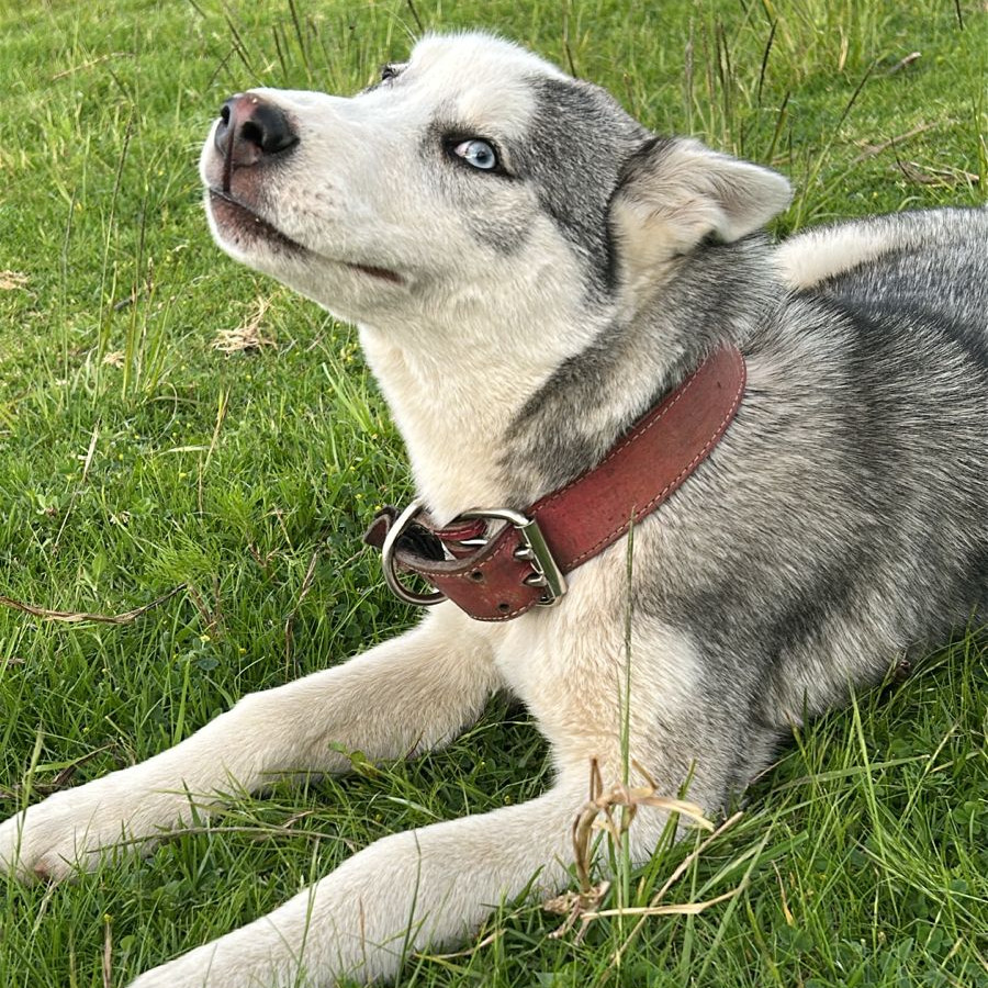BALTO | Raza Husky Siberiano | Perdido