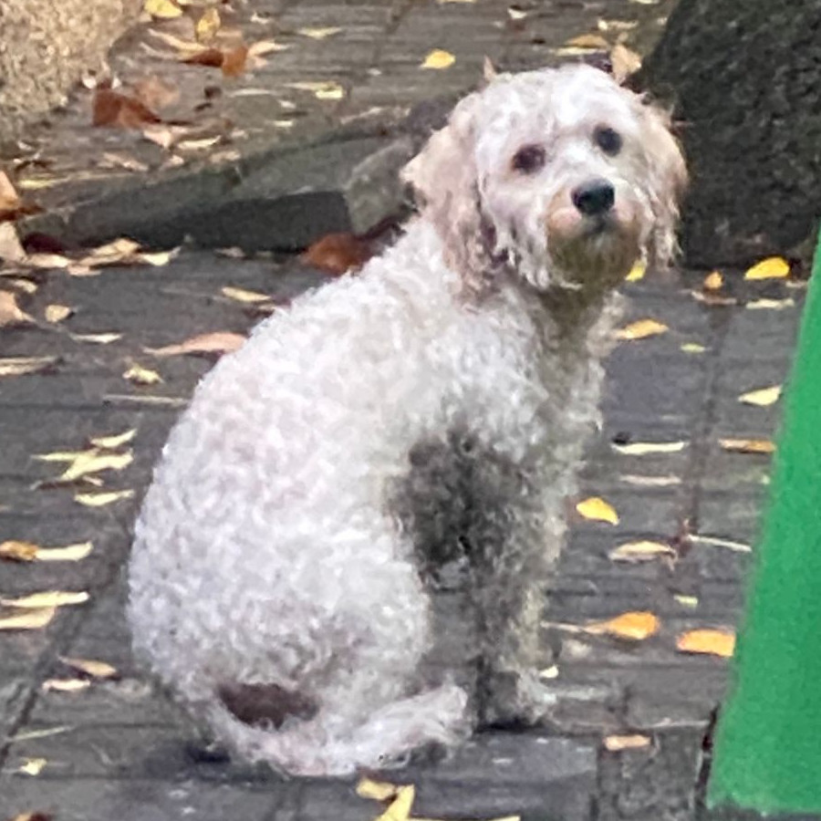  | Raza Mestizo, cruza de French Poodle | Final Feliz