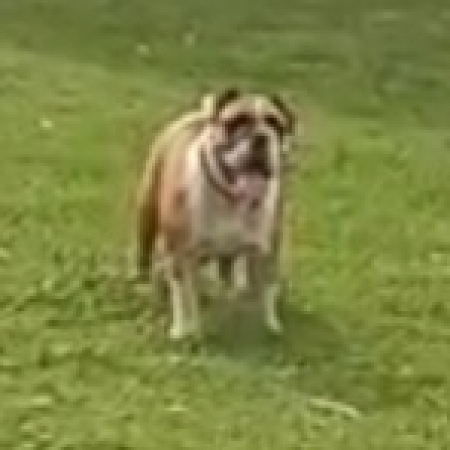 NAMI | Raza Bulldog Inglés  | Perdida