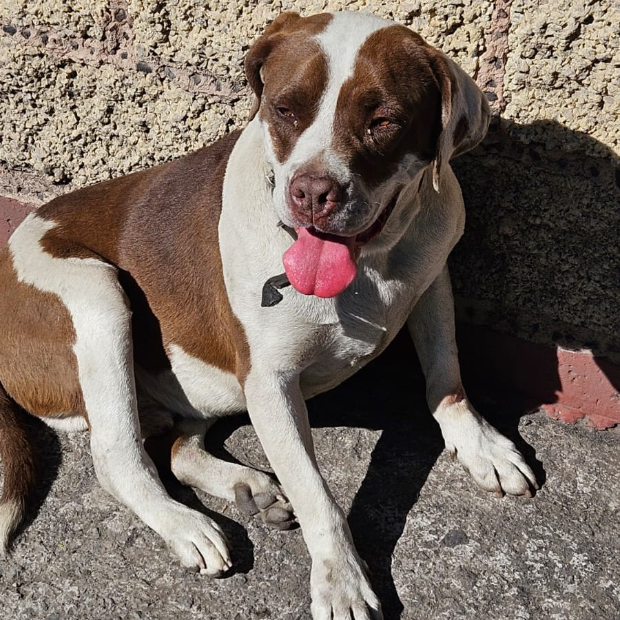  | Raza Mestizo, cruza de American Pitbull Terrier | Encontrado