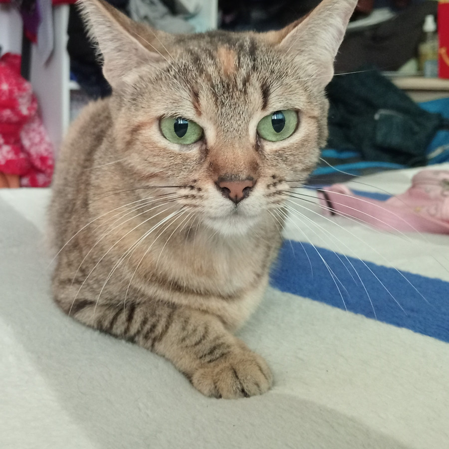 NALA | Raza Doméstico Américano de Pelo Corto | En Adopción