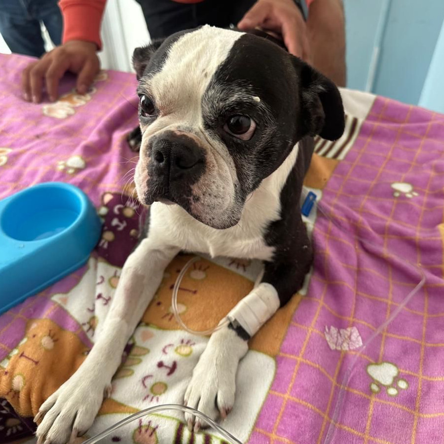 PORFIRIO | Raza Boston Terrier  | Final Feliz