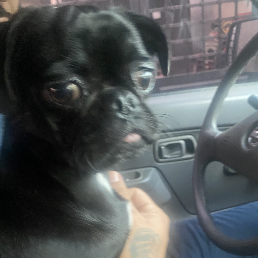 NALA | Raza Pug o Carlin | Perdida