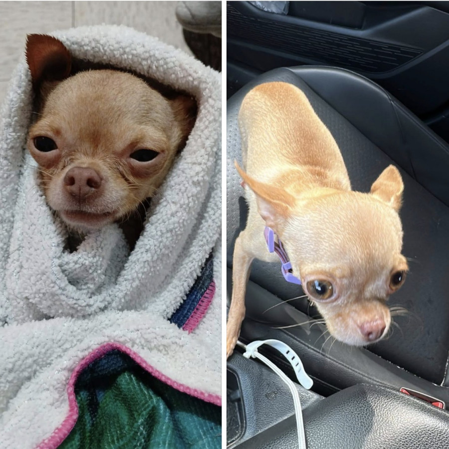 CUKU | Raza Chihuahua | Perdida