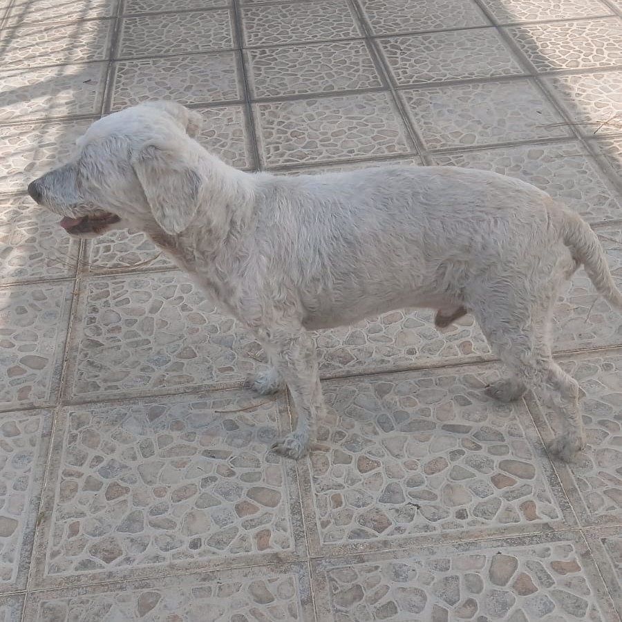 | Raza French Poodle o Caniche | Encontrado