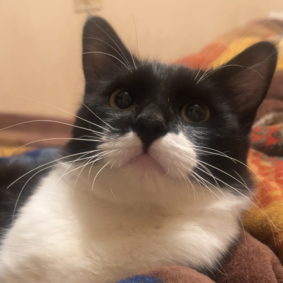 MATEO | Raza Doméstico Americano de pelo semilargo | Perdido