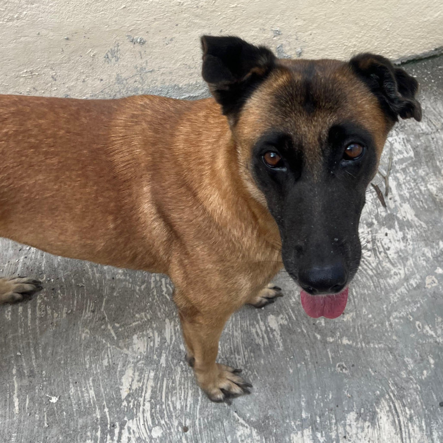  | Raza Mestiza, cruza de Pastor Belga Malinois | Encontrada