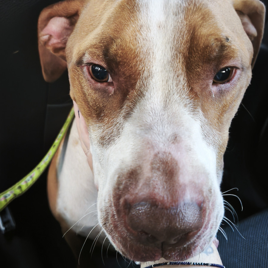  | Raza Mestizo, cruza de American Pitbull Terrier | Encontrado