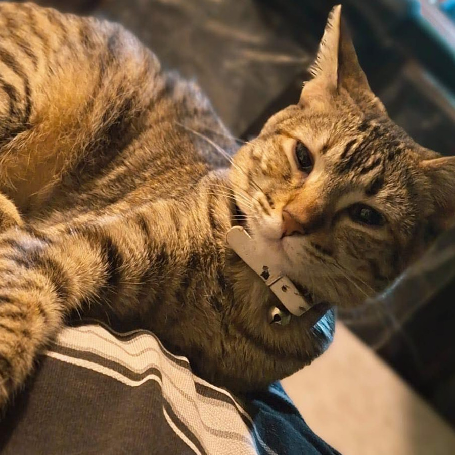 MIMÍ | Raza Doméstico Américano de Pelo Corto | Perdida