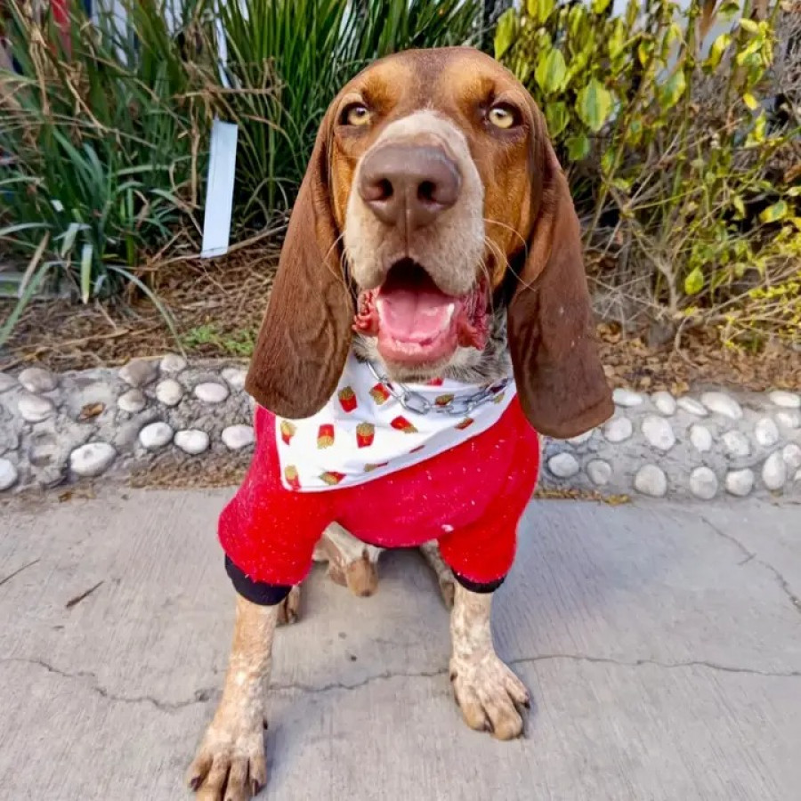 FINCHO | Raza Sabueso Fino Colombiano o Coonhound | En Adopción