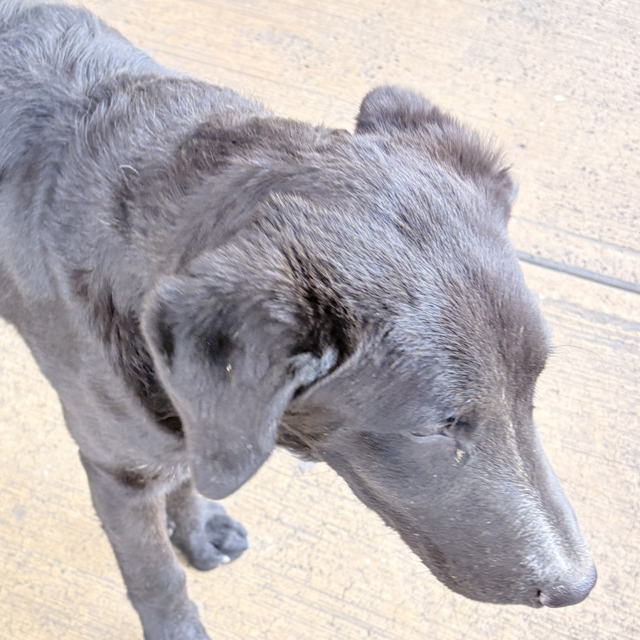  | Raza Mestizo, cruza de Labrador | Encontrado