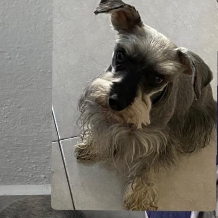 LEA | Raza Schnauzer Miniatura  | Final Feliz