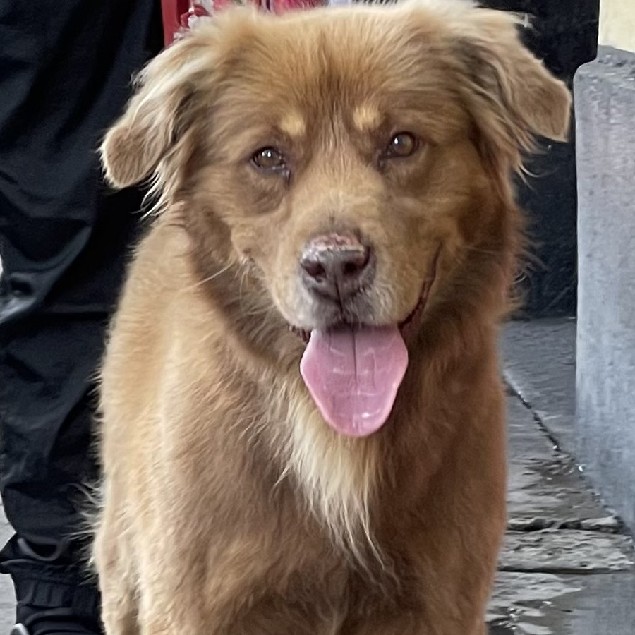 CHICO | Raza Mestizo,  cruza de Labrador con Rottweiler | En Adopción