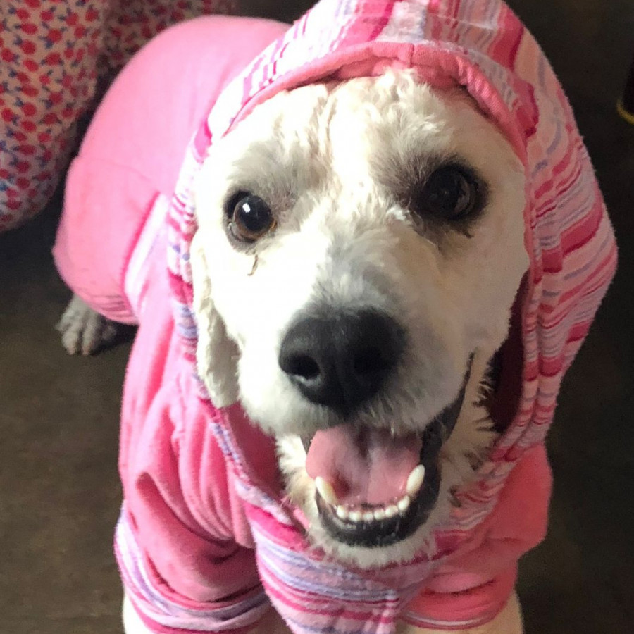 ROCKY | Raza French Poodle o Caniche | Final Feliz