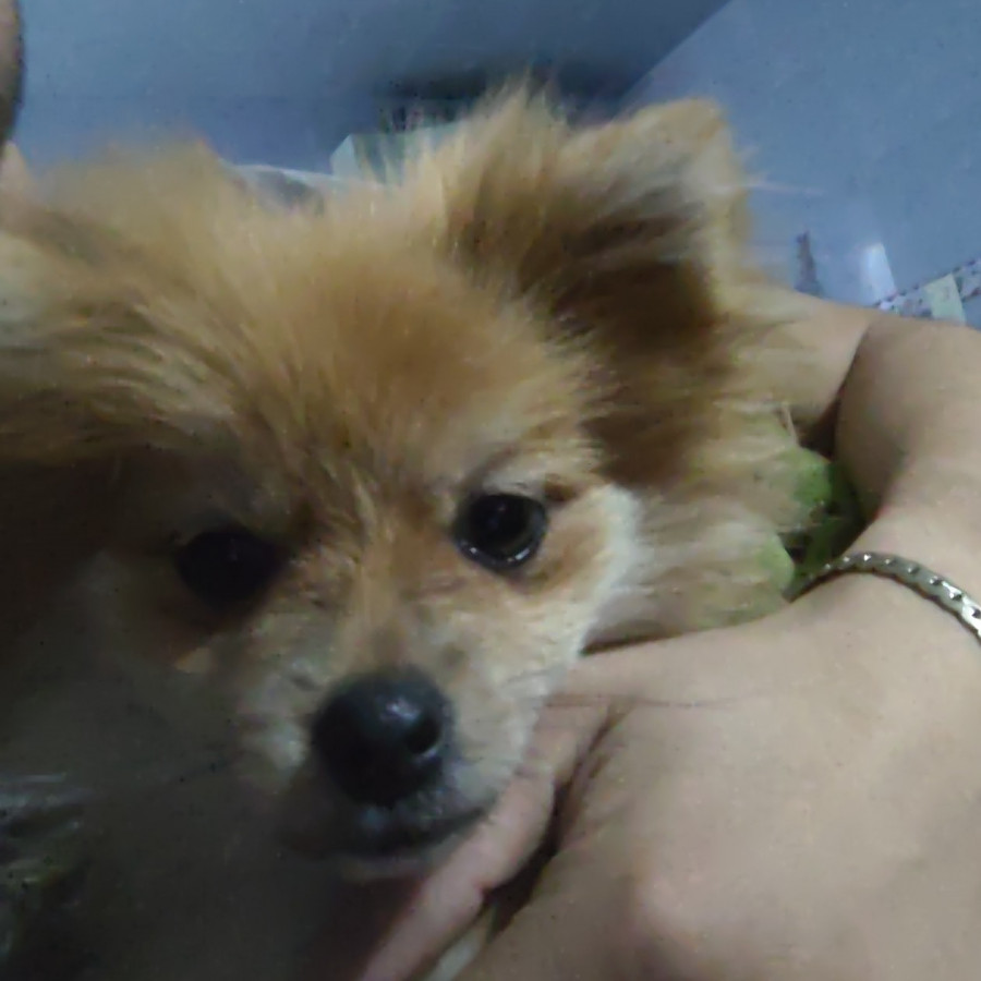 CANELA | Raza Pomerania | Perdida