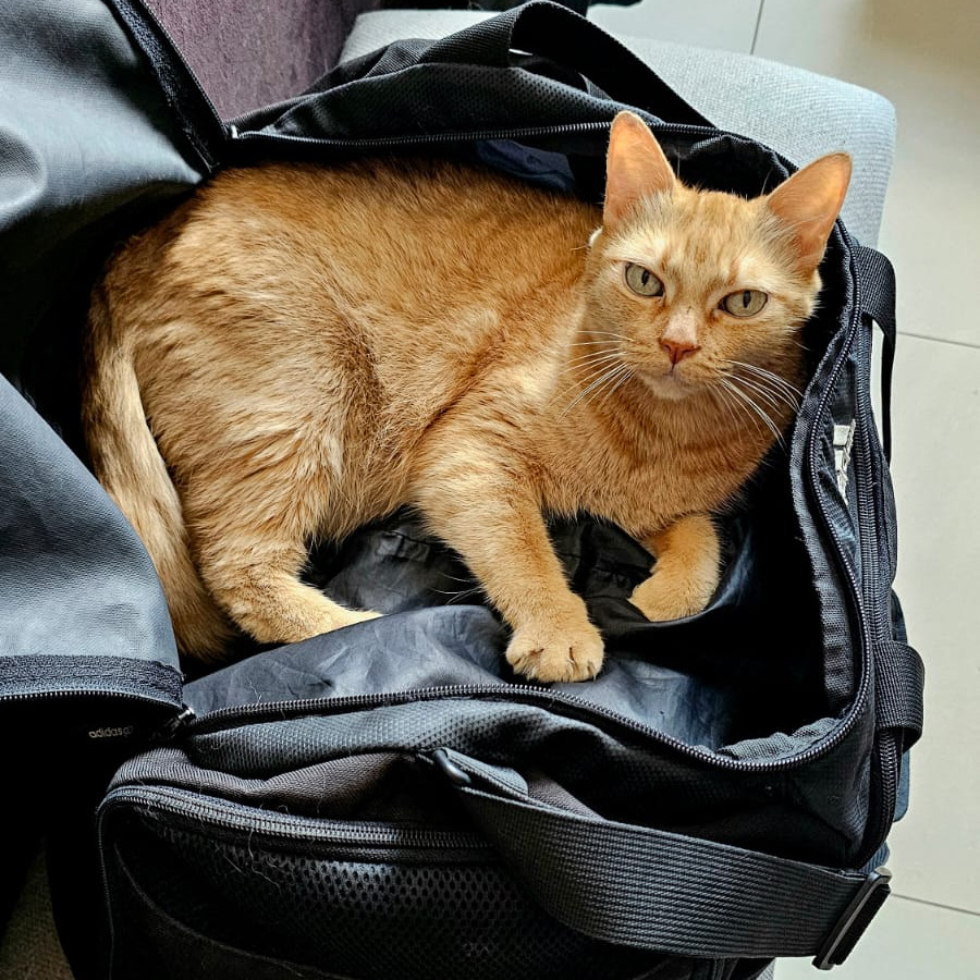 CAMILA | Raza Doméstico Americano de pelo semilargo | Perdida