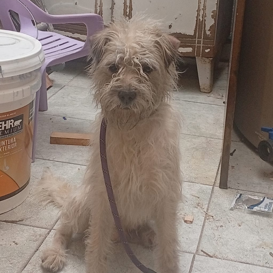  | Raza Mestizo | Encontrado