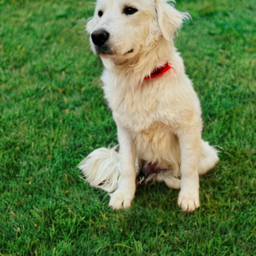  | Raza Mestizo, posible cruza de Golden Retriever | Encontrado