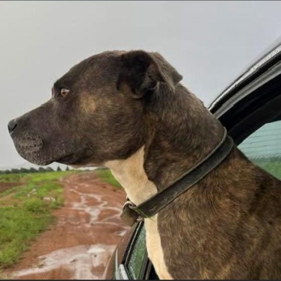 KHAL | Raza American Pitbull Terrier | Perdido