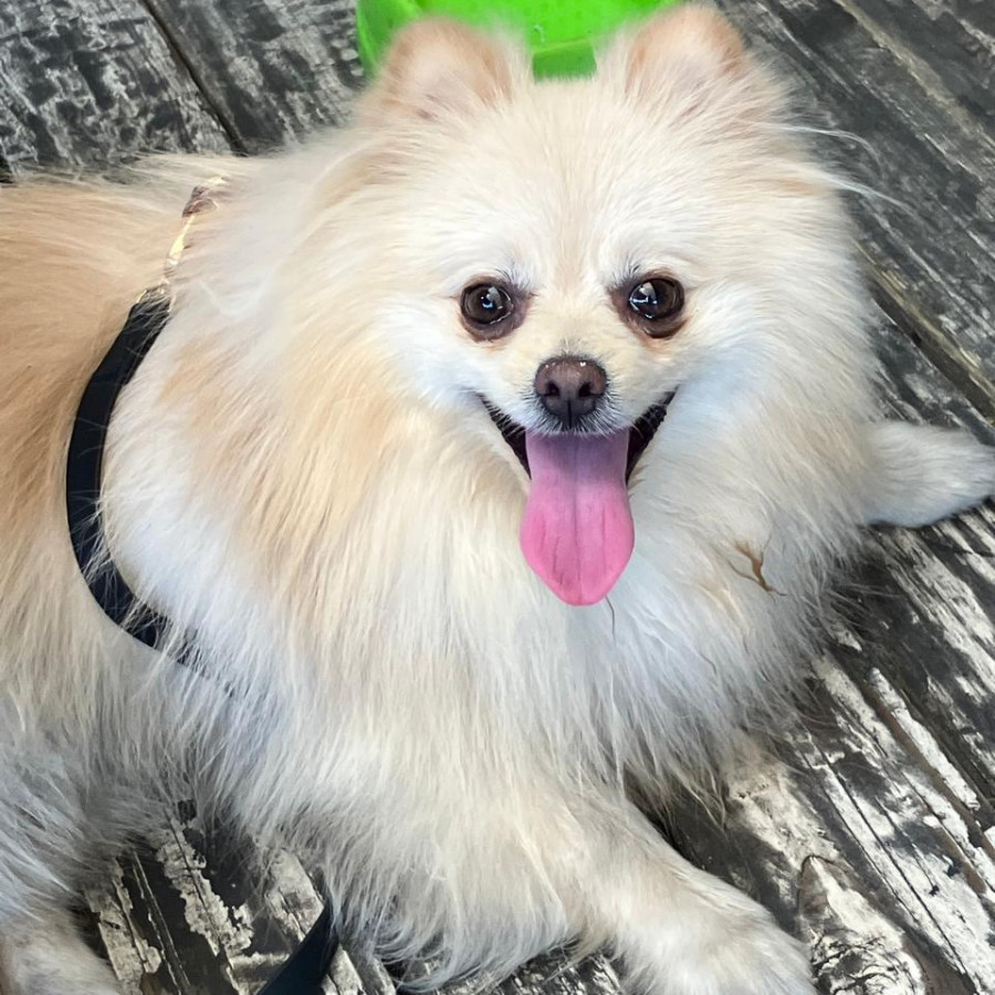 PINKI | Raza Pomerania | Final Feliz