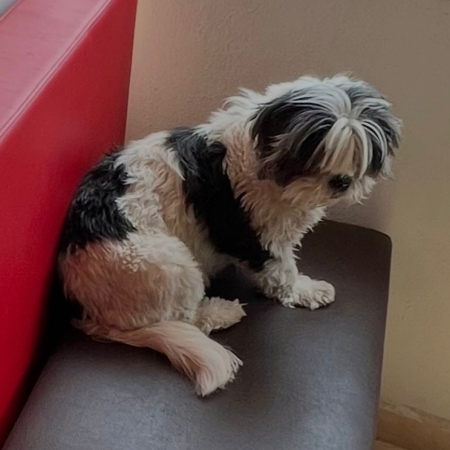 KILA | Raza Lhasa Apso | Final Feliz