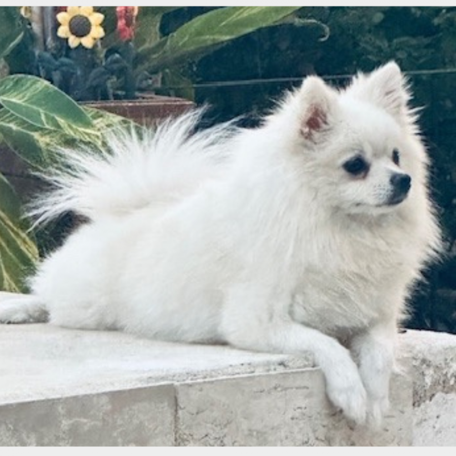 GIGÍ | Raza Pomerania | Perdida