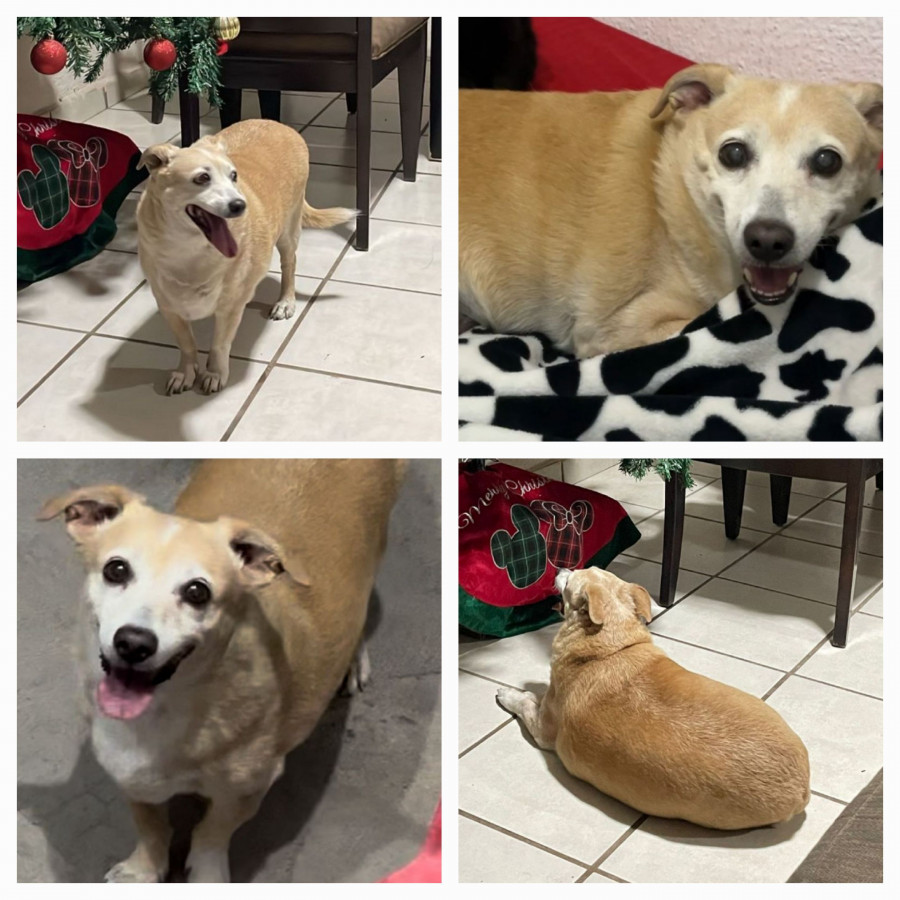 GOHAN | Raza Chihuahua | Final Feliz