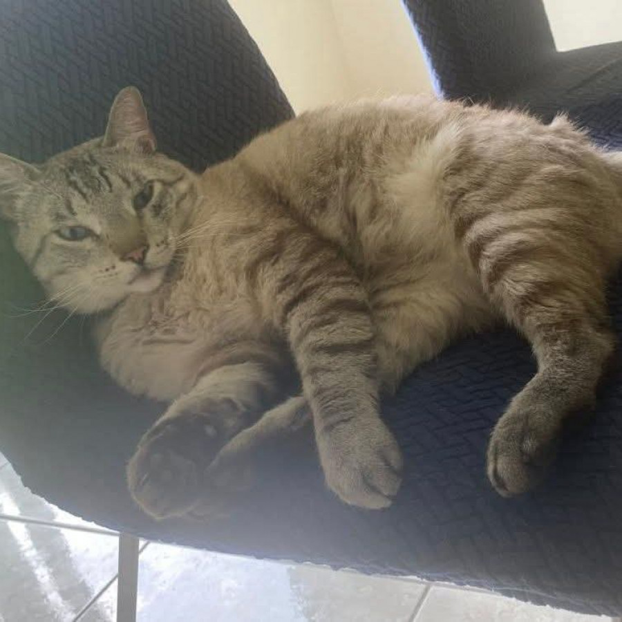 CONRAD | Raza Aslan O Siamés Moderno, Punto Tabby | Perdido