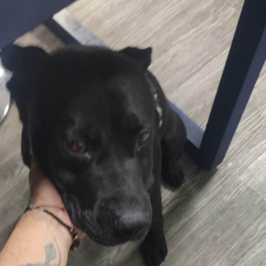  | Raza Mestizo, cruza de American Pitbull Terrier | Encontrado