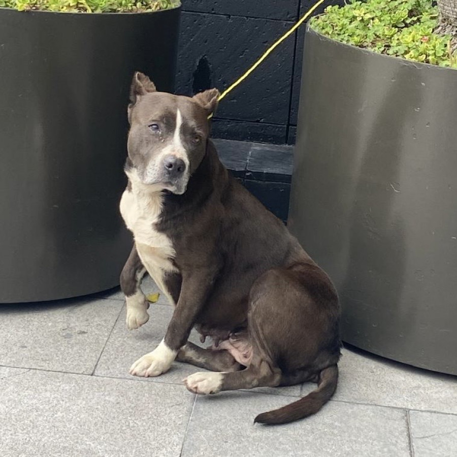  | Raza American Pitbull Terrier | Encontrada