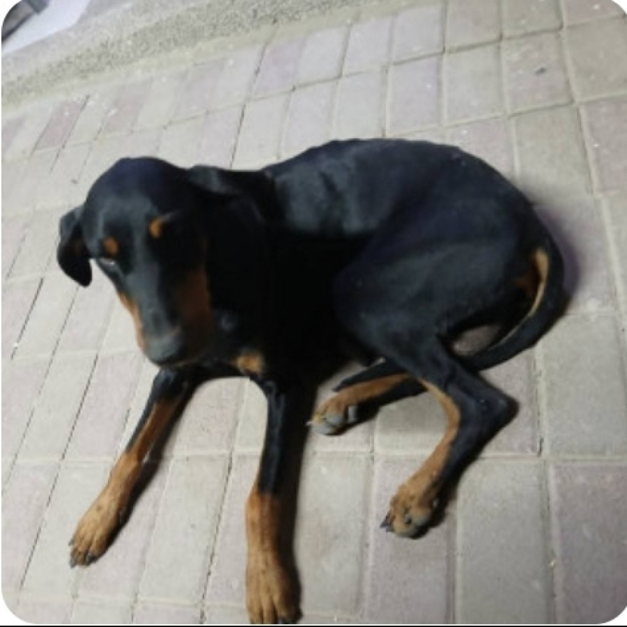  | Raza Dóberman Pinscher | Encontrada