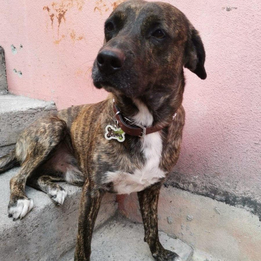 JACK | Raza Mestizo,  cruza de Labrador | Perdido