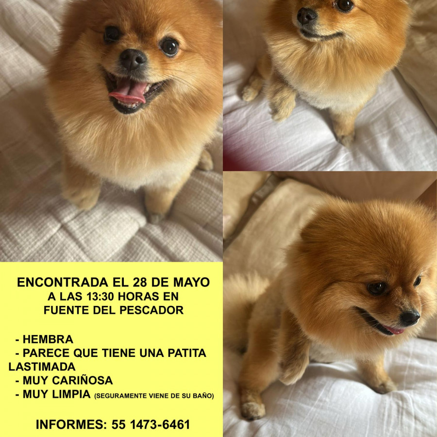 | Raza Pomerania | Final Feliz