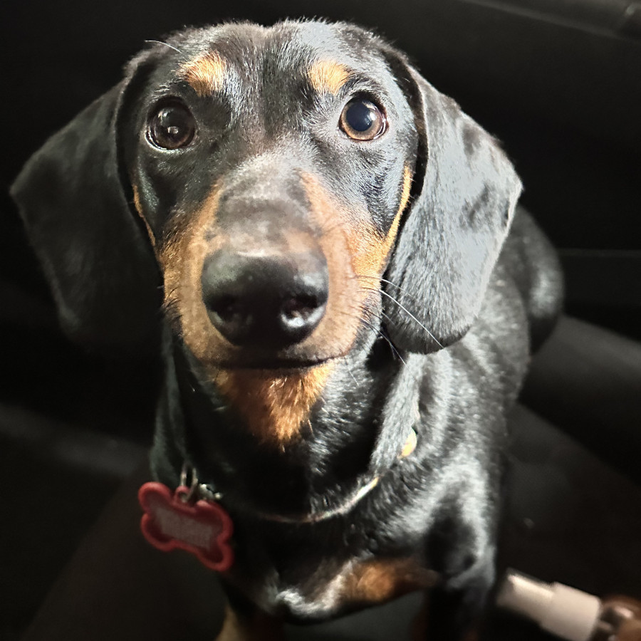 NITO | Raza Dachshund o Salchicha  | Perdido