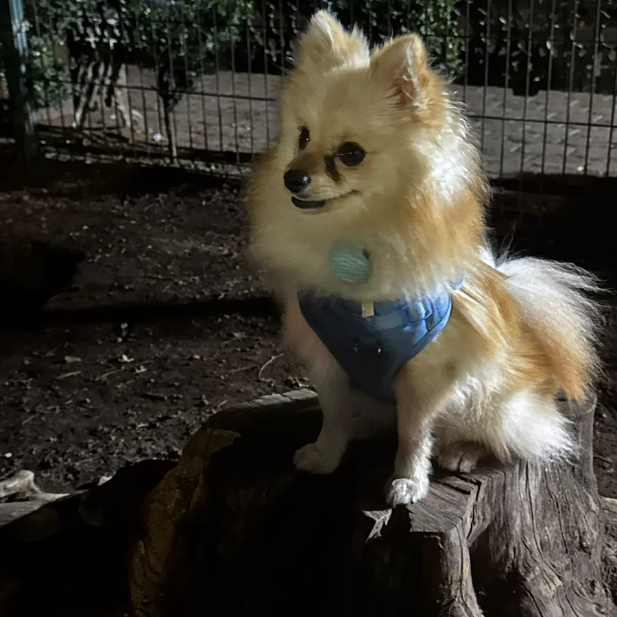 POLO | Raza Pomerania | Perdido