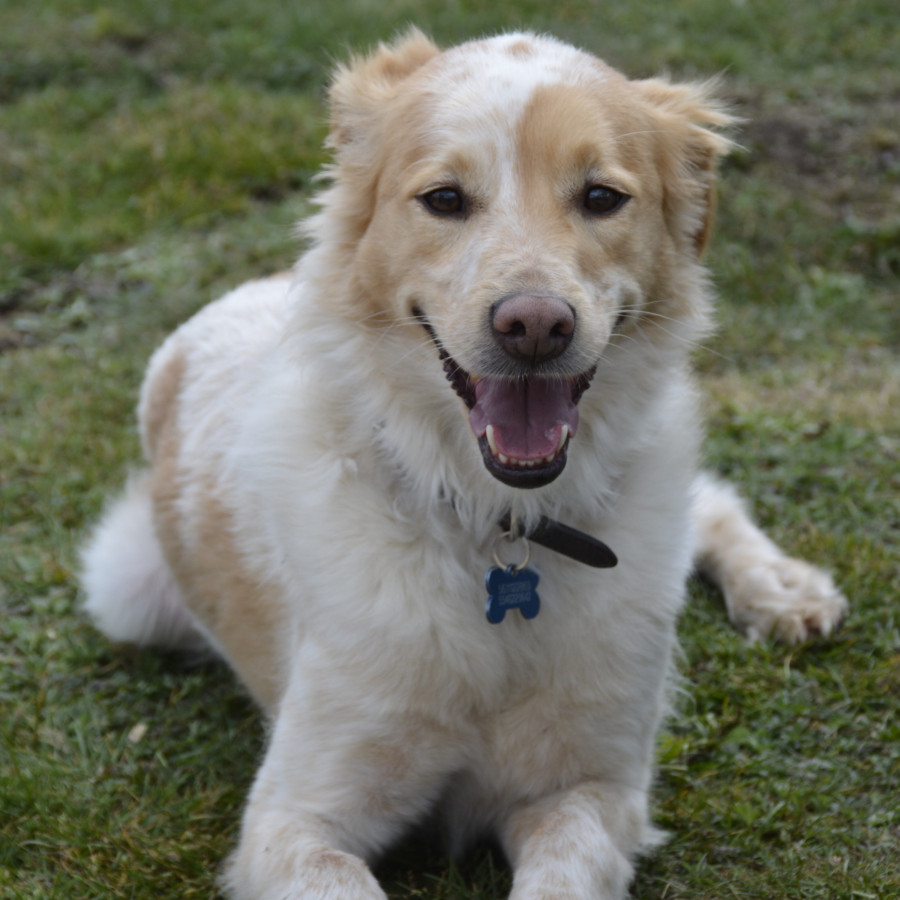 GAMBO | Raza Mestizo | Final Feliz