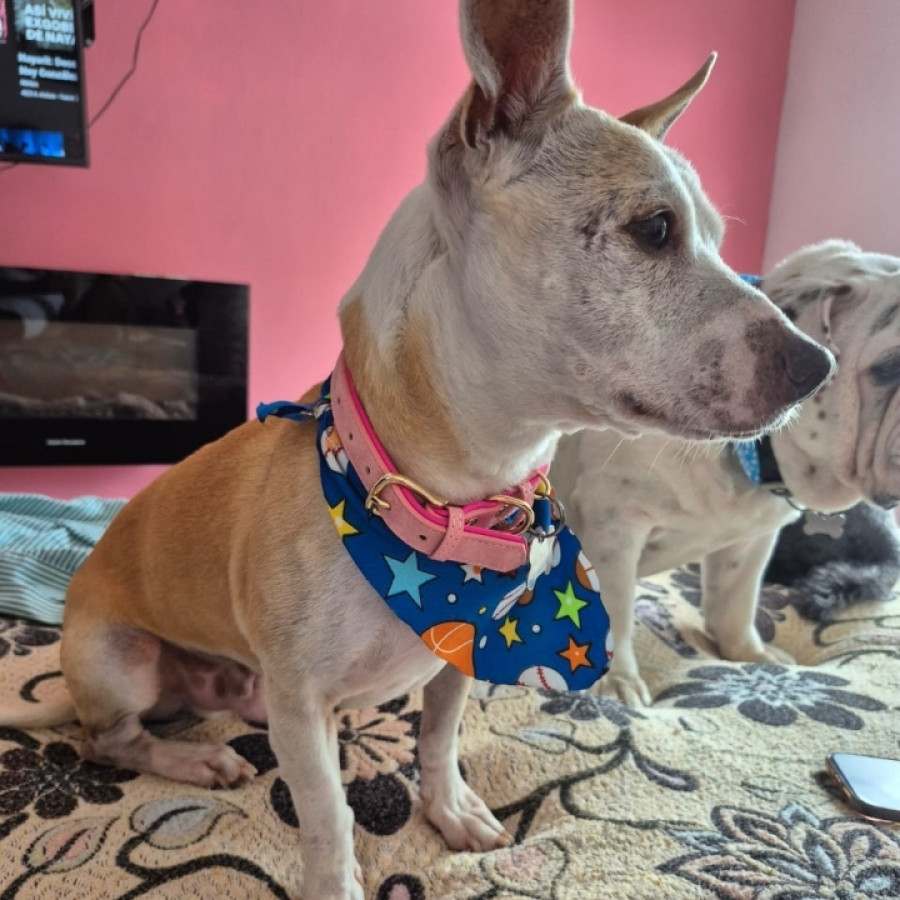 CHATO | Raza Mestizo | Perdido