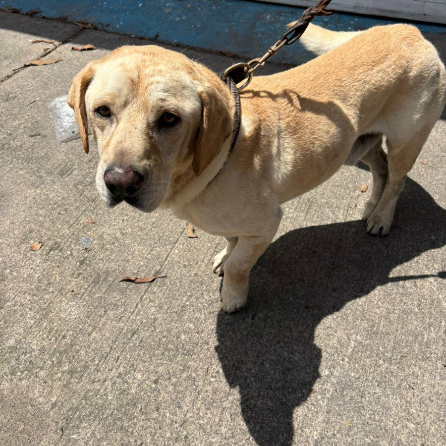  | Raza Mestizo, cruza de Labrador | Encontrado