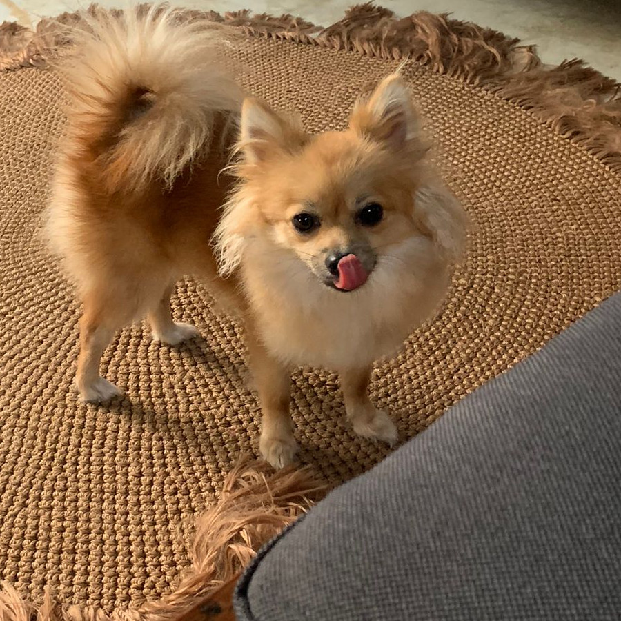 POMPOM | Raza Pomerania | Final Feliz